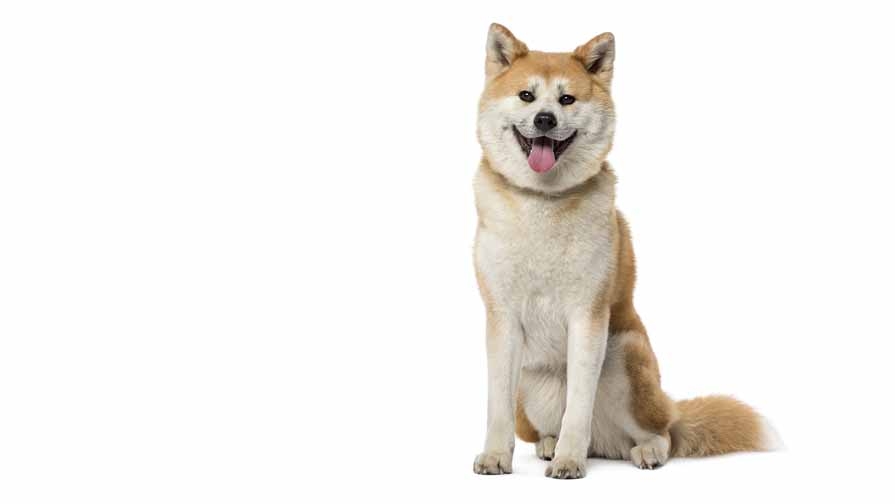 Japanese Akita Dog Breed Information Purina